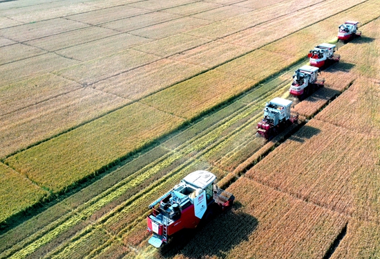 今年6月，河北省衡水市阜城縣碼頭鎮(zhèn)戈家墳村的麥田里，大型聯(lián)合收割機(jī)“組團(tuán)”作業(yè)。 苗鳳強(qiáng)攝
