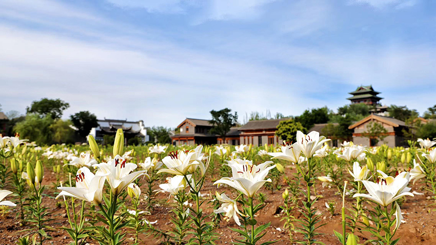 北京世園公園百合陸續(xù)盛放。（北京世園公園供圖）