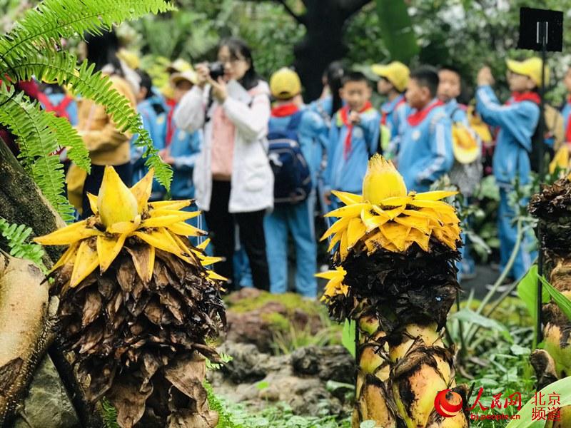 植物館里的地涌金蓮。地涌金蓮原產(chǎn)中國云南，為中國特產(chǎn)花卉。人民網(wǎng) 董兆瑞攝