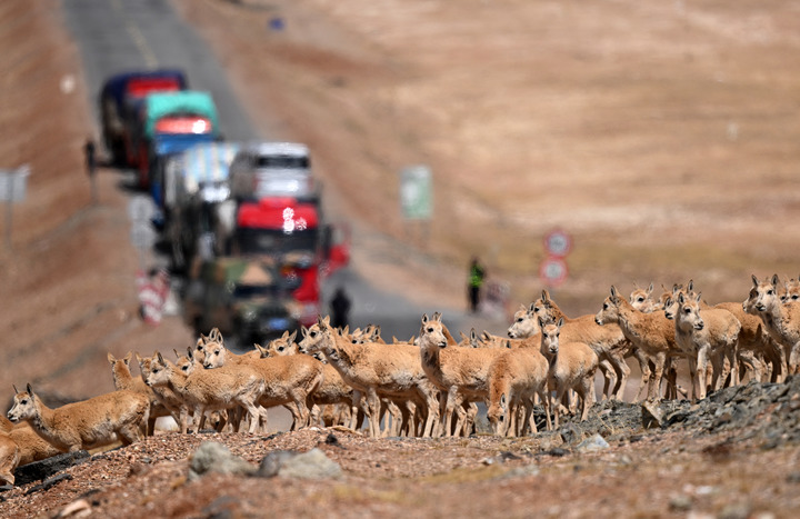 鏡觀·回響丨西部生態(tài)建設(shè):以高水平保護(hù)支撐高質(zhì)量發(fā)展