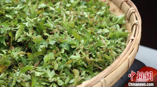 圖為班瑪藏雪茶?！O睿 攝