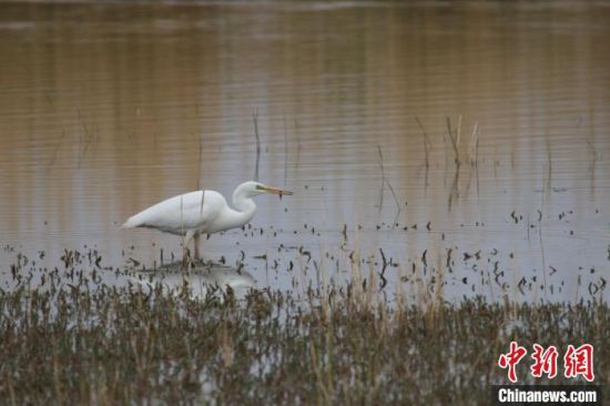 圖為大白鷺?？婶斂撕?托素湖自然保護區(qū)服務中心供圖 　　