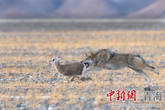 圖為獲獎(jiǎng)作品。同海元供圖