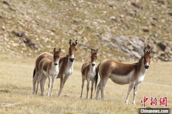 圖為三江源國家公園資料圖。三江源國家公園管理局供圖 　　