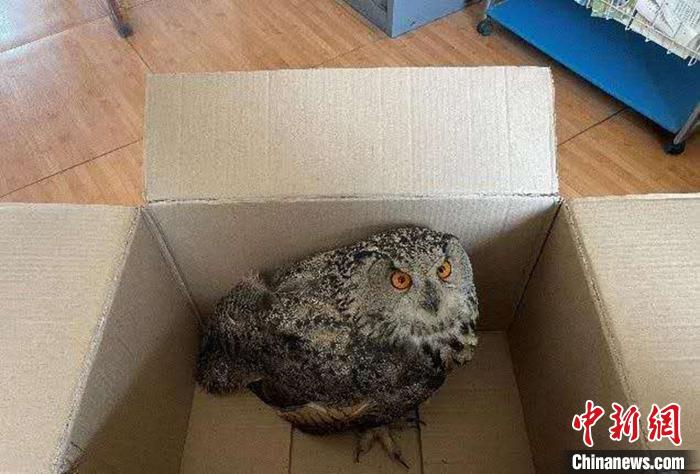 圖為青海省西寧市大通縣公安局森林警察大隊民警救助的國家二級保護野生動物——雕鸮?！∏嗪Ｊ」矎d森林警察總隊供圖 攝