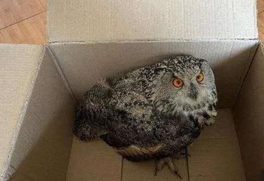 圖為青海省西寧市大通縣公安局森林警察大隊民警救助的國家二級保護(hù)野生動物——雕鸮?！∏嗪Ｊ」矎d森林警察總隊供圖 攝