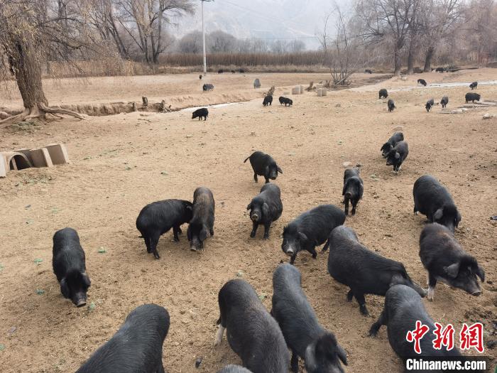 圖為藏香豬?！∑钤鲚?攝