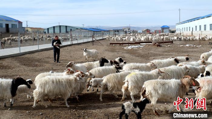 圖為馬金山查看羊羔長(zhǎng)勢(shì)?！±铍h 攝