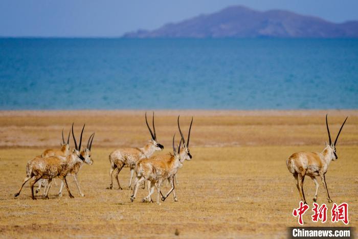 圖為西藏藏羚羊在色林錯(cuò)湖邊覓食，隨著保護(hù)措施的不斷加強(qiáng)，如今西藏藏羚羊種群數(shù)量獲得恢復(fù)性增長?！〗w波 攝
