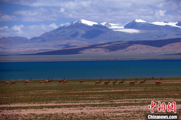 從317國(guó)道遠(yuǎn)眺達(dá)則錯(cuò)，湖岸藏羚羊與雪山美景令人矚目?！?lt;a target='_blank' ><p  align=