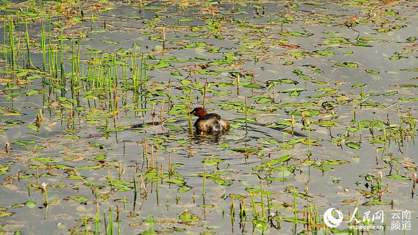 納帕海濕地內(nèi)遷徙停留的鳥。呂昊辰攝