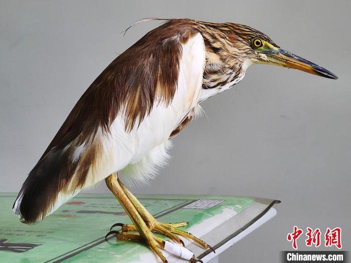 圖為被救助的國(guó)家一級(jí)重點(diǎn)保護(hù)動(dòng)物池鷺?！×鴿商?攝