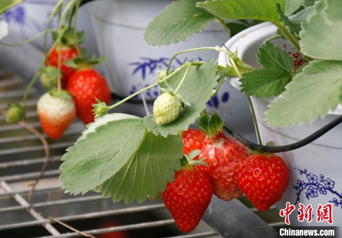 青?；ブ捍蛟烊珖?guó)最大高原草莓種苗繁育中心