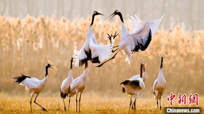 江蘇鹽城黃海濕地上的丹頂鶴。　鹽城市委宣傳部供圖