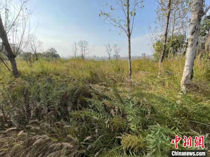 發(fā)現(xiàn)的加拿大一枝黃花?！畈?攝