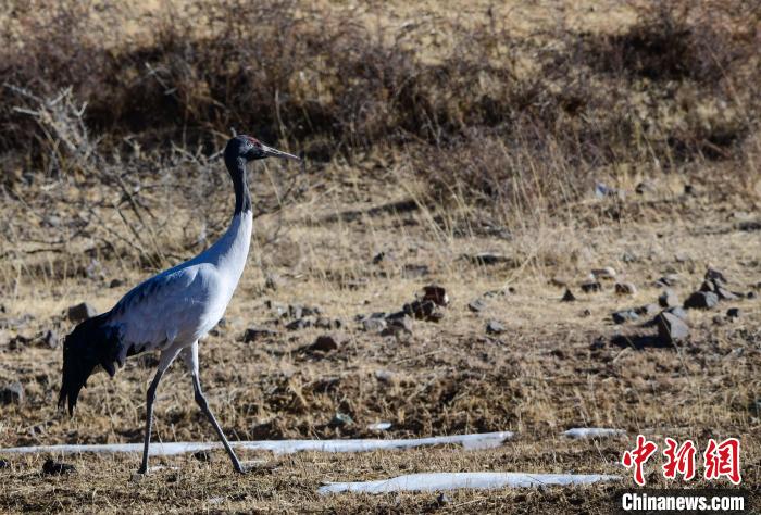 圖為一只黑頸鶴在拉薩市林周縣境內(nèi)田間覓食?！∝暩聛硭?攝