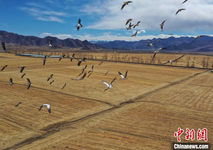 圖為黑頸鶴在拉薩市林周縣境內(nèi)飛翔。　貢嘎來松 攝