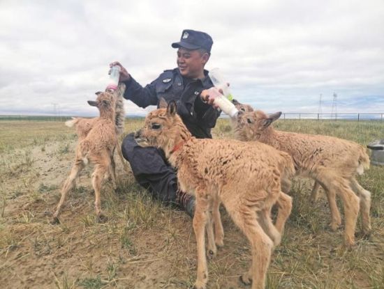  生命禁區(qū)的超級(jí)“奶爸”。