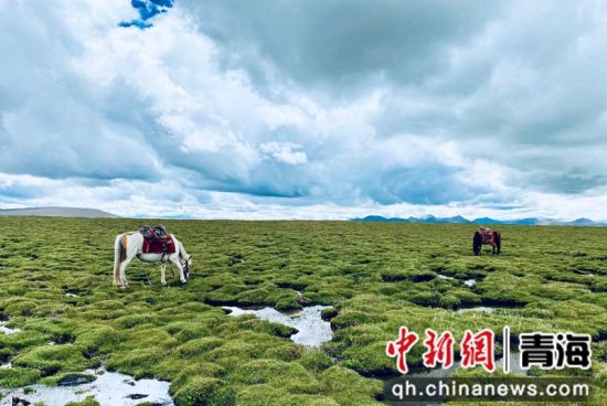 圖為長江南源沼澤濕地。李江寧攝