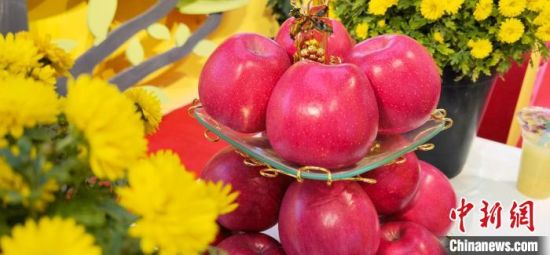 2021年10月15日，中國蘋果首屆產(chǎn)銷峰會暨甘肅平?jīng)龉焚Q(mào)易大會在平?jīng)鍪徐o寧縣開幕。(資料圖) 魏建軍 攝