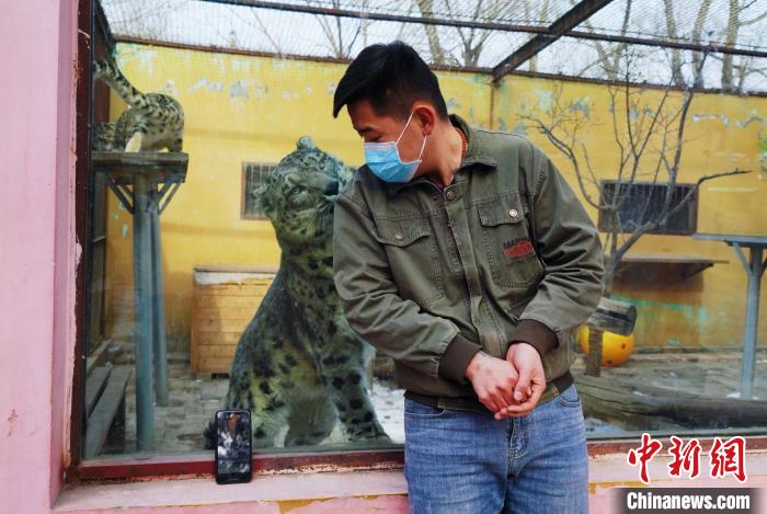 圖為雪豹“奶爸”史壽軍直播休息時與雪豹互動?！●R銘言 攝