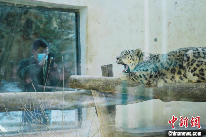 圖為雪豹“奶爸”史壽軍正在直播?！●R銘言 攝