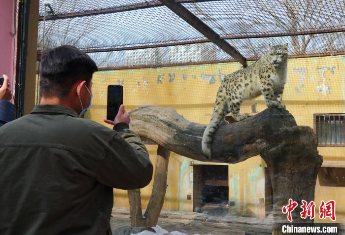 圖為雪豹“奶爸”史壽軍正在直播?！●R銘言 攝