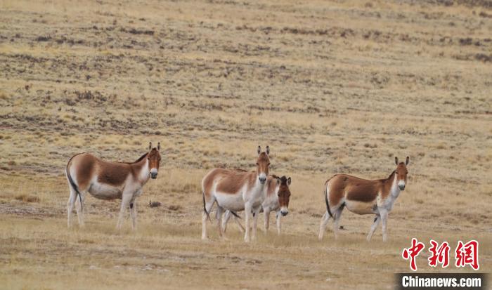 圖為草地上的西藏野驢?！“簿S斌 攝