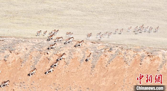 圖為西藏野驢奔跑在山間?！∥溲┓?攝