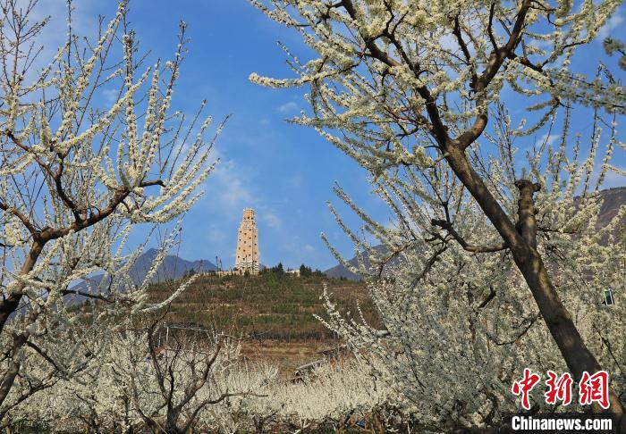 潔白的李花與碉樓交相輝映，勾勒出一幅美麗的和諧生態(tài)畫卷?！『吻搴?攝