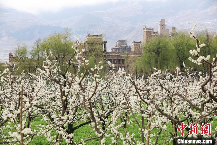 潔白的李花與村寨交相輝映，勾勒出一幅美麗的和諧生態(tài)畫卷?！『吻搴?攝