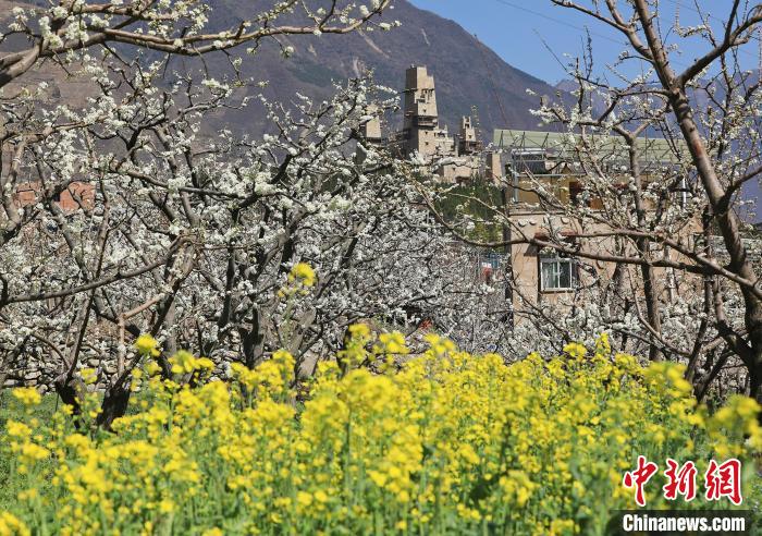 潔白的李花與村寨交相輝映，勾勒出一幅美麗的和諧生態(tài)畫卷?！『吻搴?攝
