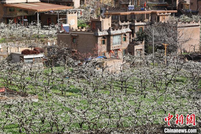 潔白的李花與村寨交相輝映，勾勒出一幅美麗的和諧生態(tài)畫卷。　何清海 攝