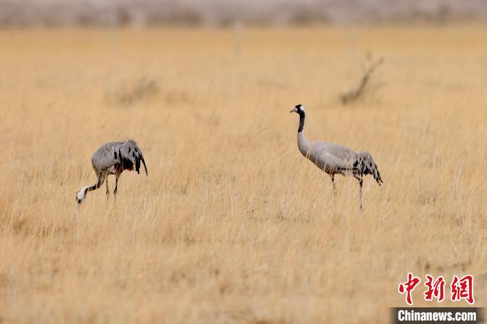 圖為灰鶴在青海海西蒙古族藏族自治州都蘭縣巴隆地區(qū)“閑庭漫步”。　 松太加 攝