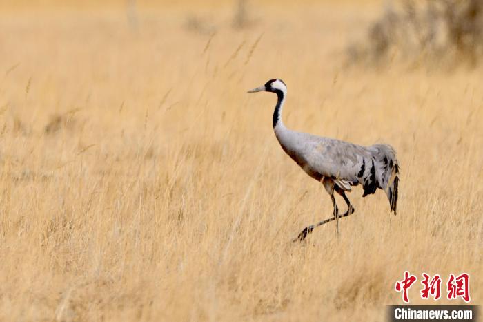 圖為灰鶴在青海海西蒙古族藏族自治州都蘭縣巴隆地區(qū)“閑庭漫步”?！?松太加 攝