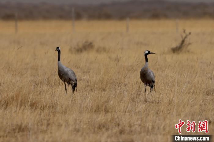 圖為灰鶴在青海海西蒙古族藏族自治州都蘭縣巴隆地區(qū)“閑庭漫步”。　 松太加 攝
