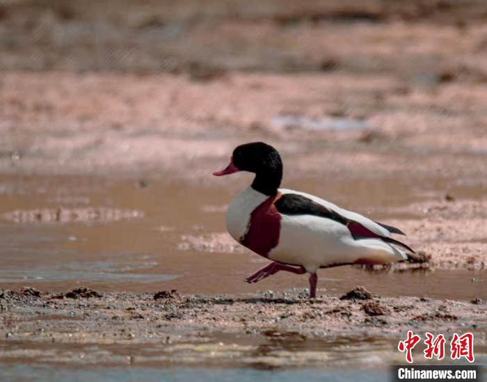 圖為翹鼻麻鴨?！」Π栽?攝