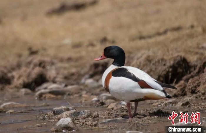 圖為翹鼻麻鴨?！」Π栽?攝