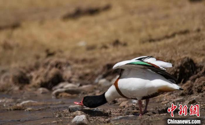 圖為翹鼻麻鴨?！」Π栽?攝