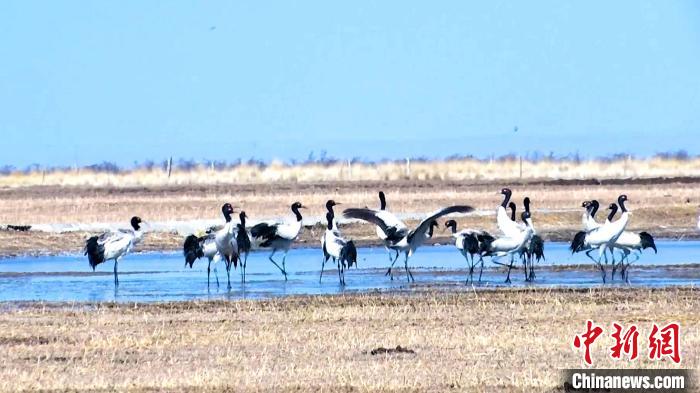 圖為成群的黑頸鶴“翩翩起舞”?！‘?dāng)智 攝