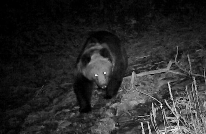 青?；ブ鄙?0年來(lái)首次發(fā)現(xiàn)棕熊活動(dòng)軌跡