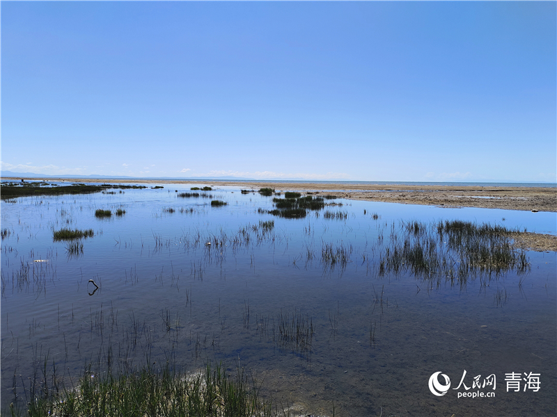   青海湖仙女灣。人民網(wǎng) 張莉萍攝
