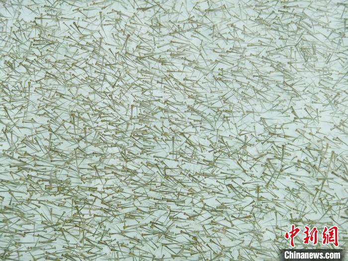 圖為密集培育的魚苗。　張?zhí)砀?攝