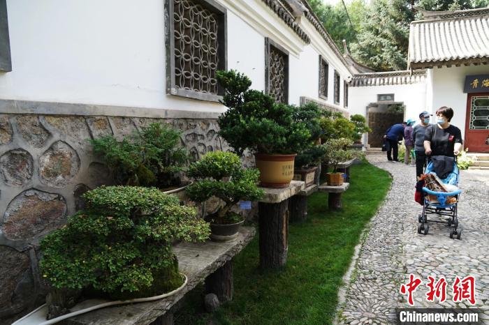 圖為市民在西寧園林植物園內(nèi)觀賞盆景?！●R銘言 攝