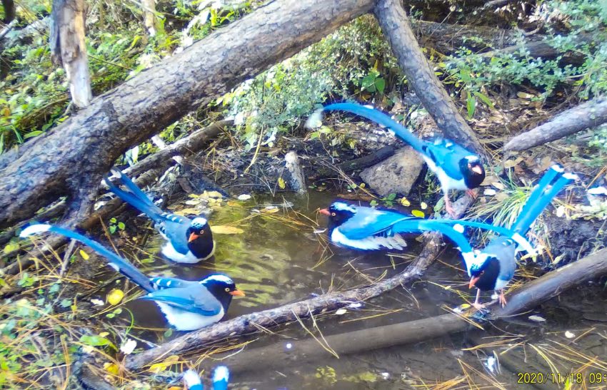 紅嘴藍(lán)鵲。涼山州委宣傳部供圖
