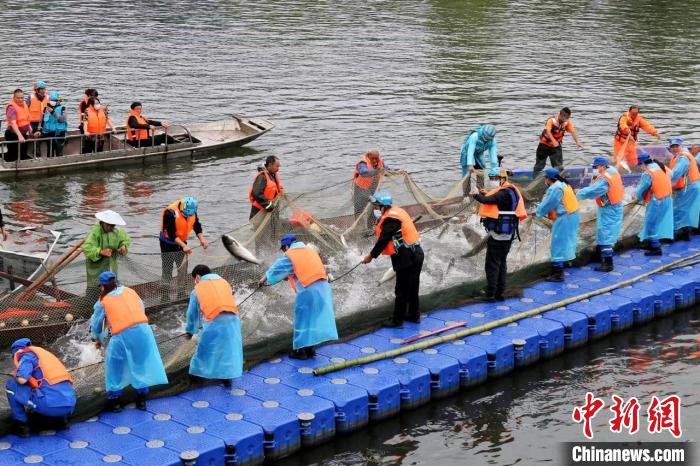 捕撈現(xiàn)場(chǎng)?！≈鬓k方供圖