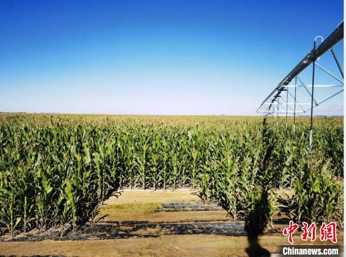 青?！凹Z改飼”項(xiàng)目收儲(chǔ)飼草44萬(wàn)余噸