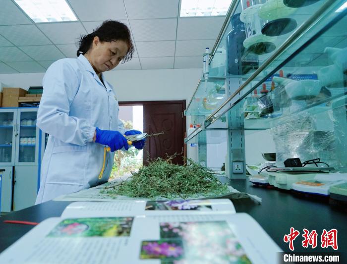 圖為張錦梅在實(shí)驗(yàn)室工作。　馬銘言 攝