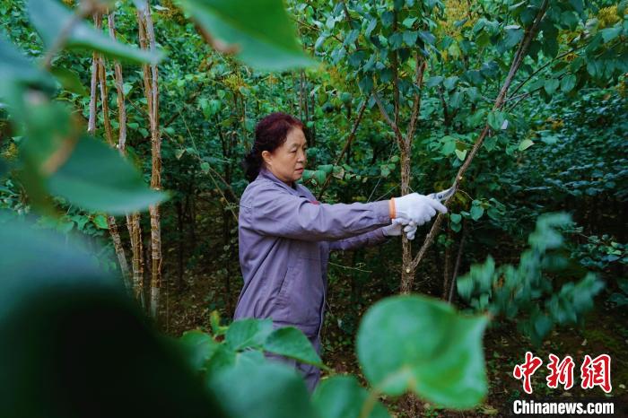 圖為張錦梅修剪丁香枝干?！●R銘言 攝