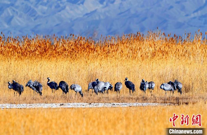 圖為可魯克湖野生水鳥覓食。　德令哈市委宣傳部供圖